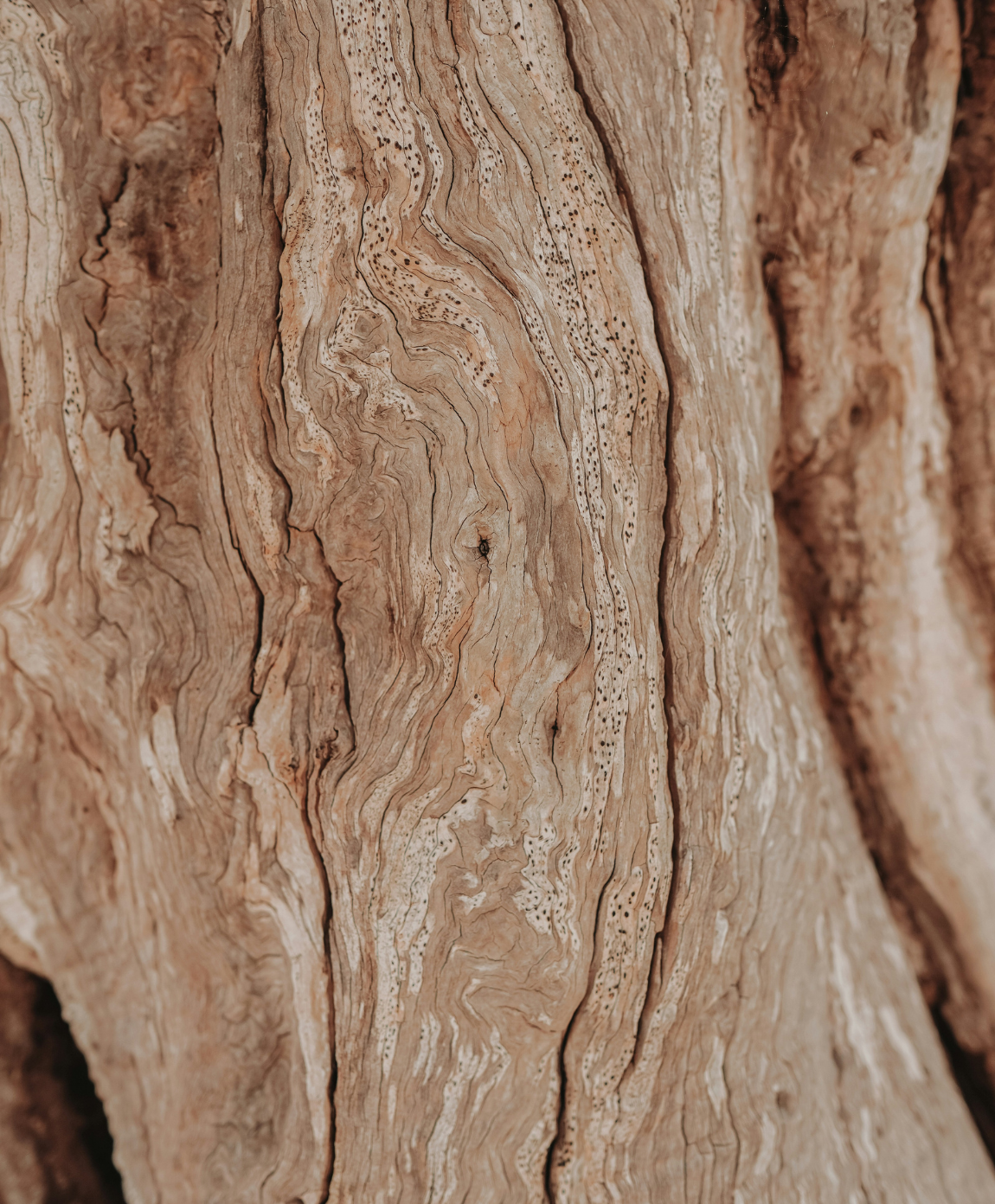 Nahaufnahme der strukturierten, hellbraunen Rinde eines Baumes.